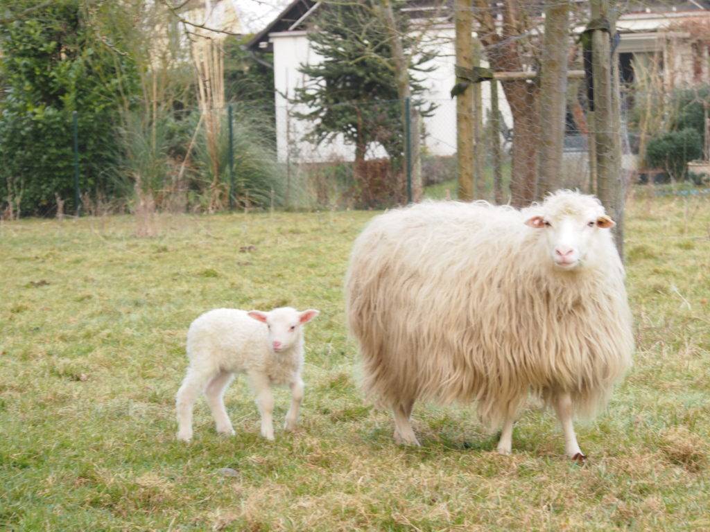 Das Schaf-Projekt des Fördervereins